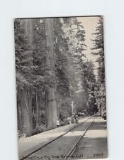 Postcard Santa Cruz Big Tree Grove California USA picture