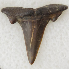 Scapanorhynchus 0.68" Goblin Shark Tooth Fossil S.texanus Eutaw Fm. Mississippi picture