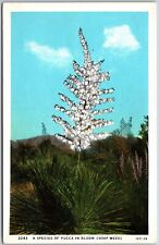 A Species Of Yucca In Bloom (Soap Weed) Postcard picture
