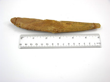 Hybodus Cretaceous Jurassic Shark dorsal fin spine fossil RARE 7" hy13 picture