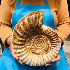 11.63LB Large Natural Beautiful Ammonite Fossil Conch Crystal Specimen Healing picture