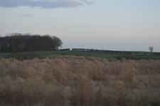Photo 6x4 Biofuel crop Harpham c2016 picture