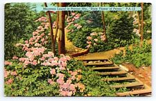 Mountain Laurel in Pocono Mountains State Flower of  PA Postcard Vintage picture