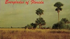FLORIDA EVERGLADES VTG CHROME PC SAWGRASS & PALMETTO CLUMPS STRETCH TO HORIZON picture