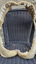 Bull Shark Jaw Bone, HUGE 14 inch with Teeth Display picture