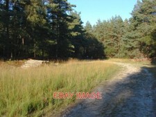 PHOTO SWINLEY FOREST A WIDE RIDE THROUGH DENSE PINE PLANTATIONS IN THE SWINLEY picture
