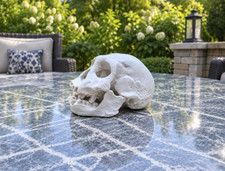 Homo Erectus Georgicus Skull Replica Dmanisi Cranium+Jaw picture