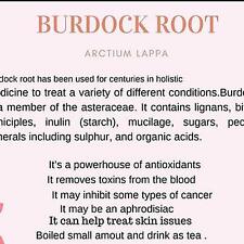 Raw pure Burdock Leaf, Arctium lappa picture