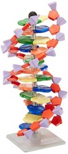 Molymod DNA Molecular Structure Model Japan 12 Layers picture