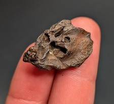 Rare Top Quality Mammal Inner Ear Bone North Florida Ice Age Fossil Skull picture