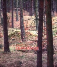 PHOTO FRESHFIELD PINES PINE PLANTATIONS ON THE DUNES. 1984 picture