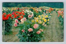 Mayville NY-New York, Chautauqua Dahlia Farm, Antique Vintage Postcard picture
