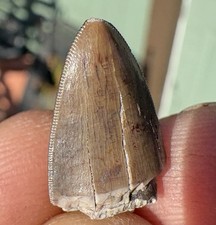 ☘️RR⛏️: Triassic Phytosaur Tooth, Pre-Dino, Northeast Arizona 🦖 picture