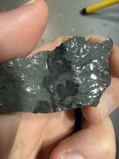 Archaeopteris Fossil Plant Devonian Catskill Formation Pennsylvania 375 MYO E10 picture