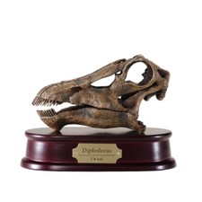 Diplodocus Dinosaur Skull Model 1/4 Scale Replica by DinoStoreus picture