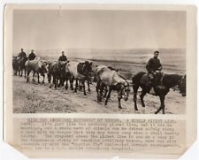 1918 Sick Spanish Flu or Worn Out Artillery Horses on Way to Vets Argonne Photo picture