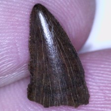 TYRANNOSAUR Dinosaur Fossil Tooth TYRANNOSAURUS REX T REX or NANOTYRANNUS .51 IN picture