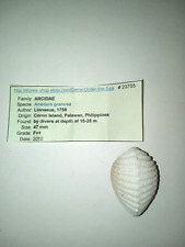 Anadara Granosa Seashell Phillipines picture