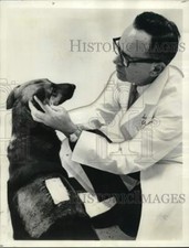 1966 Press Photo Artificial skin on dog checked by Dr. C. William Hall. picture