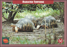 1992 Mundus Amicus #41 Radiated Tortoise picture