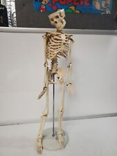 Teaching Display Medical Anatomical Model Skeleton 33” Celebrex No Skull Cap picture