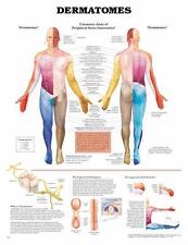 Dermatomes, Anatomical Chart/Charts/Model picture