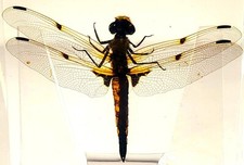 2.9" Real Dragonfly in Crystal Clear Lucite Resin Science Education Specimen picture
