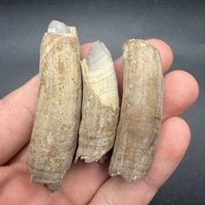 3 Fossil Sperm Cetacean Teeth Fossilized Marine Mammal Incisors picture