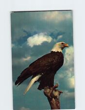 Postcard American Bald Eagle picture