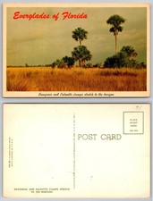Everglades Florida Sawgrass Palmetto Clumps Landscape Postcard picture