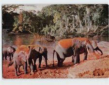 Postcard Elephants bathing Nairobi Kenya picture