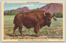 Phoenix Arizona Buffalo At EA Tovrea Memorial Zoo Linen Postcard picture