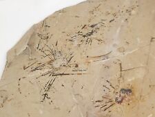 Echinoid Sea Urchin Fossils In Matrix - UT (?) picture