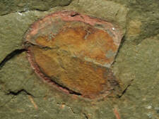 Best  Super Rare  Arthropod fossil  Enosiaspis hrungnir   258g  from the Kingd picture