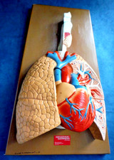 Vintage 1989 life-size anatomical cardiovascular system model by Denoyer-Geppert picture