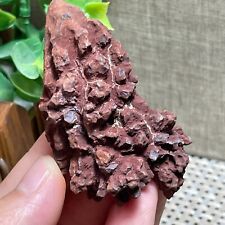 Rare Fecal Dinosaur Coprolite Dung Poop Rough Mineral Specimen 76g A56 picture