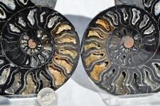 RARE 1n100 BLACK Ammonite PAIR Deep Crystals 110myo FOSSIL XXL 152mm 5.9