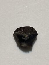 ankylosaurus fossil Tooth picture