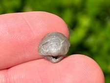 Belgium Fossil Brachiopod Emanuella takwanensis Late Devonian Age picture