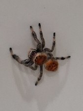 Female Regal Jumping Spider Juvenile Sub Adult picture