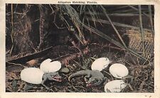 FLORIDA 1919 Postcard Alligators Hatching Bellair Heights Florida Cancel  picture