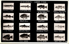 Wisconsin Game Fish Freshwater Sport Fishing Species RPPC Postcard 32537 picture
