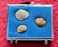 Three Different Brachiopod Fossils From Kentucky  picture