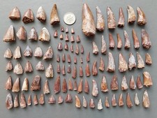 Lot of 100 Triassic Phytosaur Fossil Teeth - Redonda Formation New Mexico picture