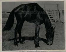 1939 Press Photo With its Hump and Short Wheelbase Horse Causes Discussion picture