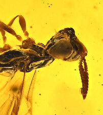 Detailed Hymenoptera (Wasp), Fossil inclusion in Burmese Amber picture