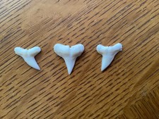 3 Excellent Hammerhead shark teeth - Modern day - 3/4" - picture