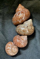 Vintage Tapestry Turban Turbo petholatus Shells Beach Decor Hermit Crab Changes picture