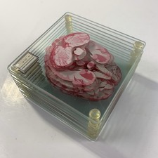 Anatomic Brain Specimen Slices Glass Coaster Set of 10 Pieces-Think Geek-w/ Box picture