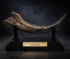 Raptor Fossil Claw – Museum Quality Replica - Utah raptor - Velociraptor. picture